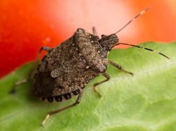 Halyomorpha halys, the brown marmorated stink bug, stink bug on a tomato