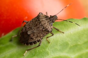 Halyomorpha halys, the brown marmorated stink bug, stink bug on a tomato