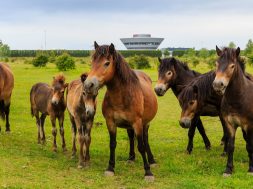 porsche-leipzig-porsche-safari-horses
