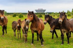 porsche-leipzig-porsche-safari-horses