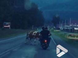 drunk-idiots-on-moped-crash-into-a-cow-in-russia-126806_1