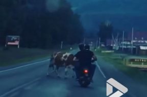 drunk-idiots-on-moped-crash-into-a-cow-in-russia-126806_1