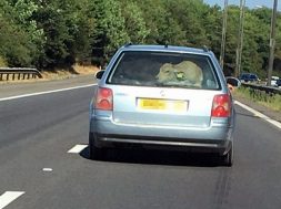 south-wales-police-looking-for-driver-who-crammed-a-cow-into-his-vw-passat-126934_1