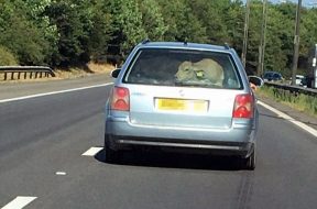 south-wales-police-looking-for-driver-who-crammed-a-cow-into-his-vw-passat-126934_1