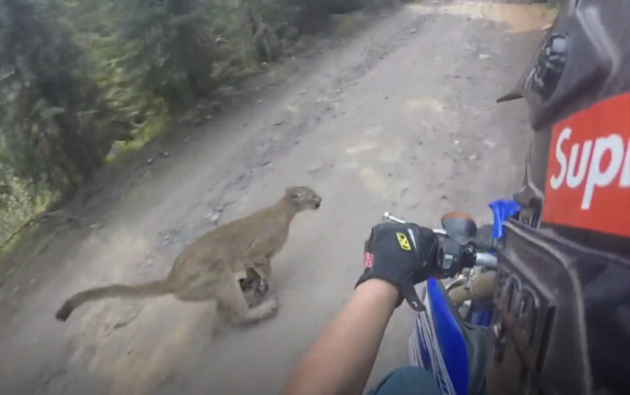 Bliski susret motocikliste i pume! (VIDEO)