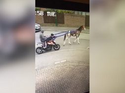 thieves-steal-ktm-bike-in-most-unusual-fashion-with-help-from-a-horse-137393_1