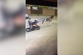 thieves-steal-ktm-bike-in-most-unusual-fashion-with-help-from-a-horse-137393_1