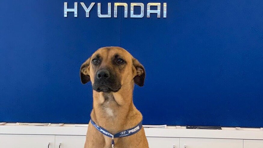 Hyundai u Brazilu dobio novog prodavca u salonu!