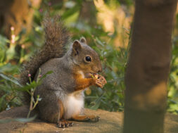 Squirrel_with_nut