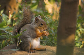 Squirrel_with_nut