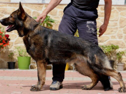 5f6bebdc0915fe464f99055f_Luxor 1 Resized