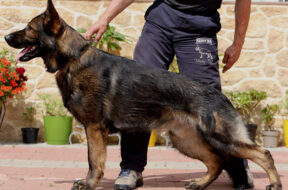 5f6bebdc0915fe464f99055f_Luxor 1 Resized