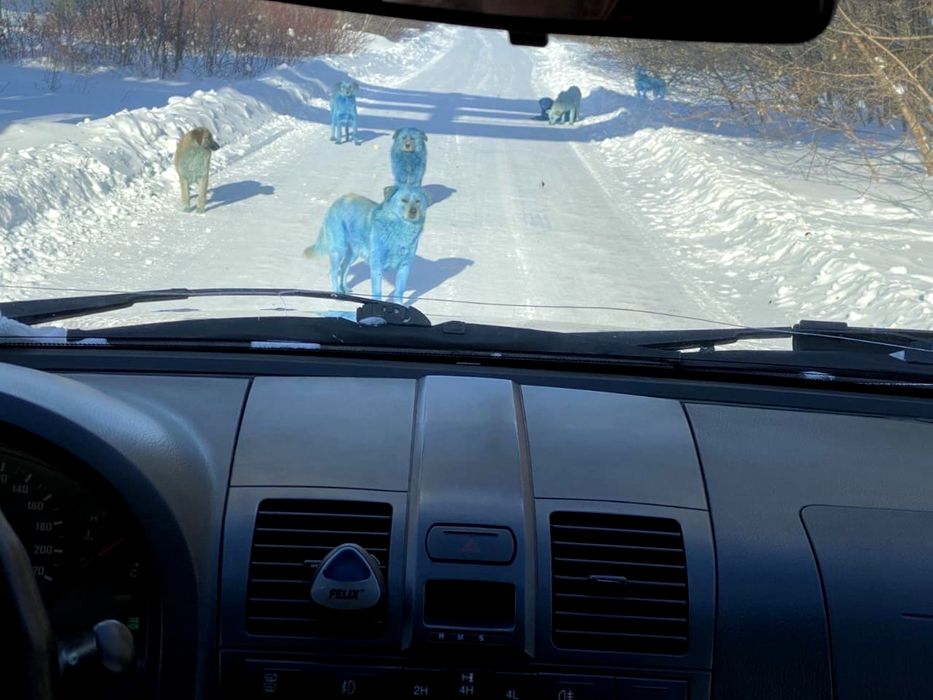 Pojavili se plavi presretači u Rusiji