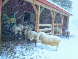 Shelter-From-The-Storm