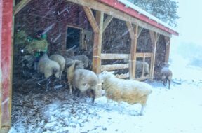 Shelter-From-The-Storm