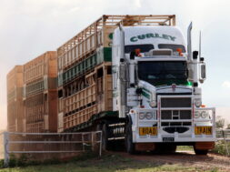 6 KW T650 CUMMINS 1Curley-C