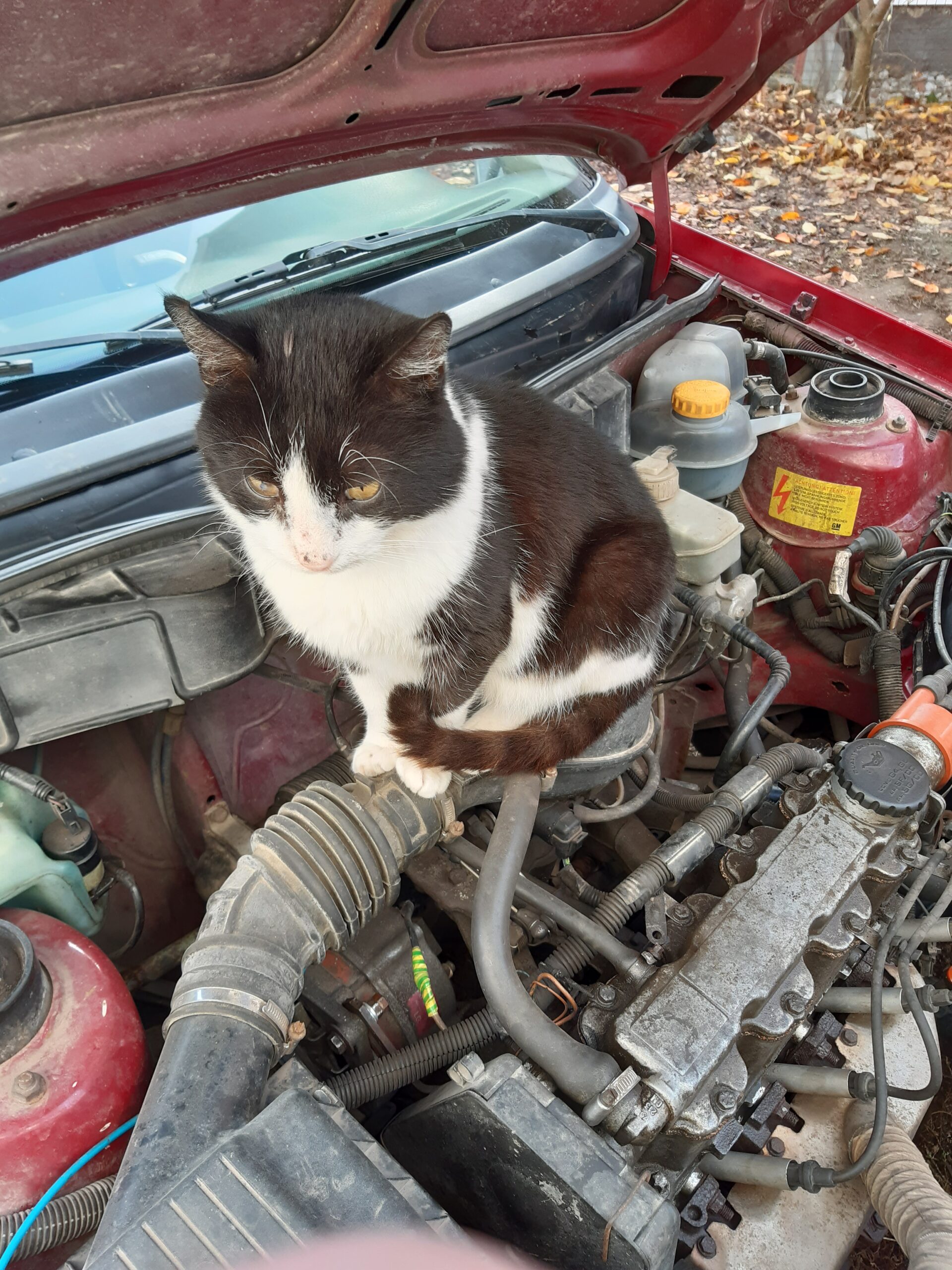 ChatGPT i Midjourney zamišljaju automobilske brendove kao antropomorfne životinje