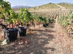 S1-carlos-tavares-succombe-au-vin-de-porto-774465