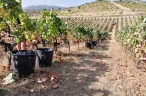 S1-carlos-tavares-succombe-au-vin-de-porto-774465