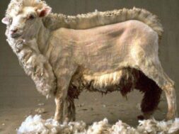 96835012_2800353516753710_1615624288524566528_n