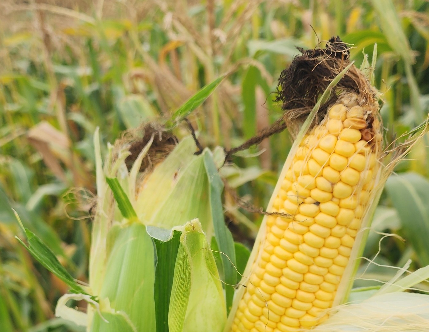 Zašto biljna goriva nisu ni približno tako „zelena“ kakvim ih apriori smatramo